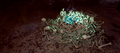 Thumbnail for version as of 01:29, 10 June 2026