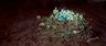 Corrupted Shards